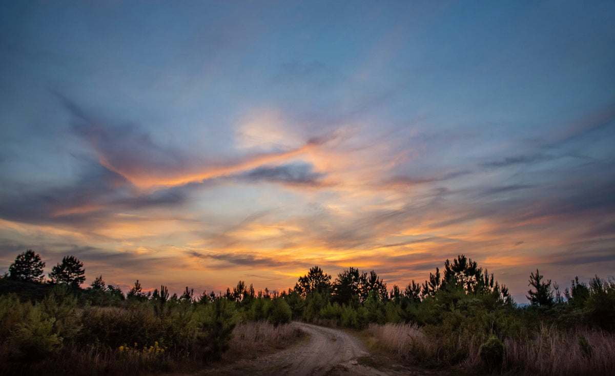 Same Roots, Different Dirt: How Hoodoo Changed From the Gullah Geechee Lowcountry to Memphis, the Delta, the North and the West